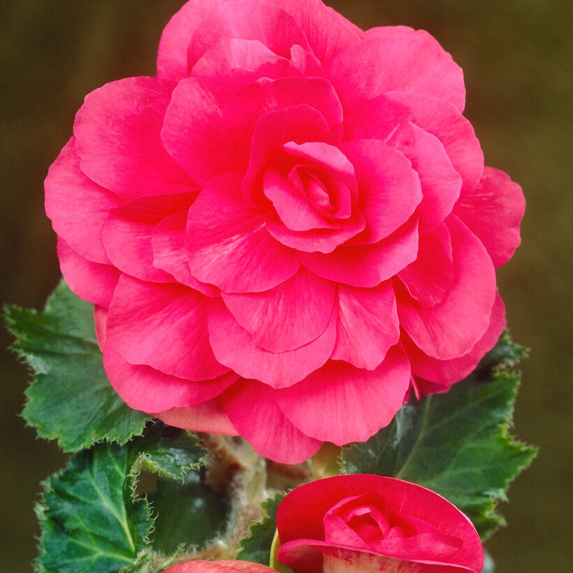 Begonia Double Pink 3-pakning